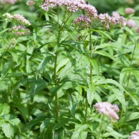 Hemp Agrimony